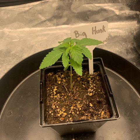 Big Hunk growlog timeline photo
