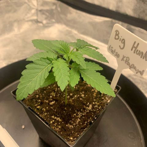 Big Hunk growlog timeline photo