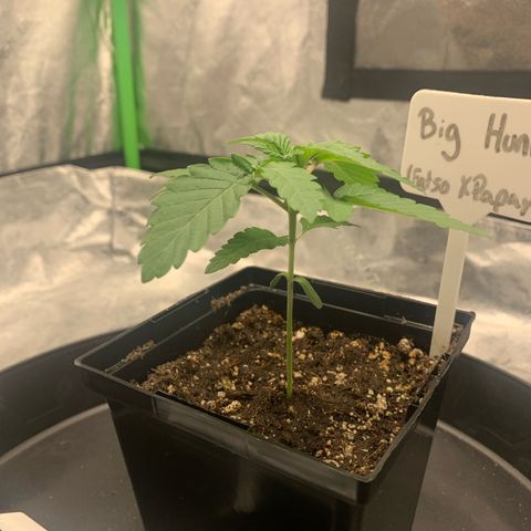 Big Hunk growlog timeline photo