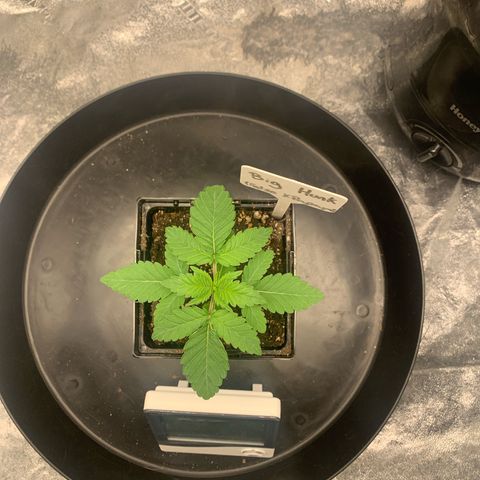 Big Hunk growlog timeline photo