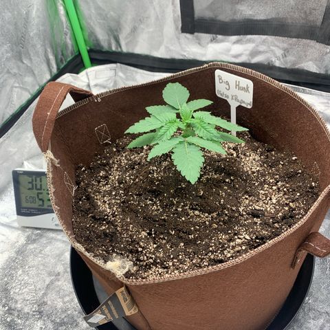 Big Hunk growlog timeline photo