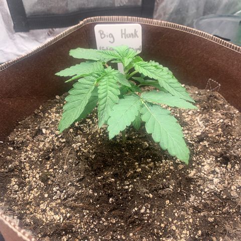 Big Hunk growlog timeline photo