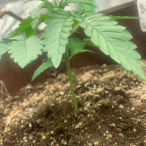 Big Hunk growlog timeline photo