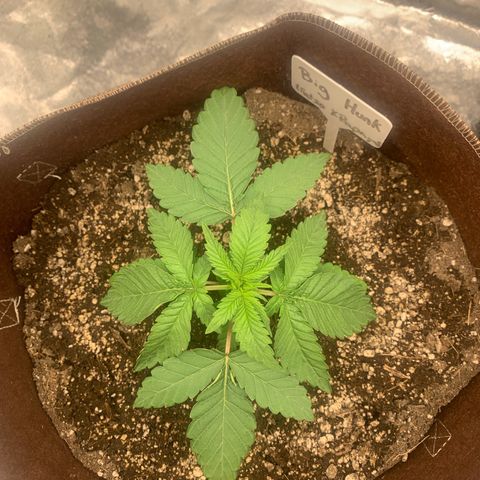 Big Hunk growlog timeline photo