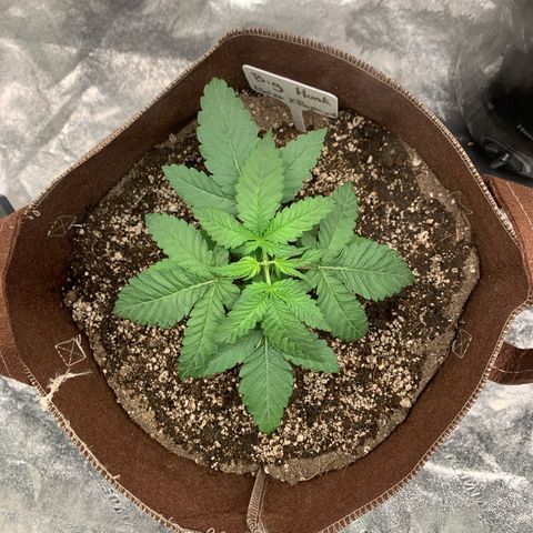 Big Hunk growlog timeline photo