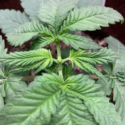 Big Hunk growlog timeline photo