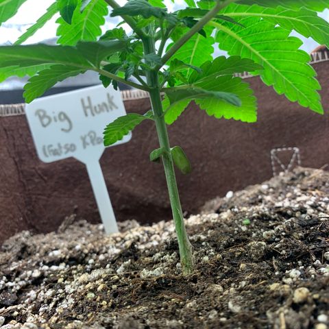Big Hunk growlog timeline photo