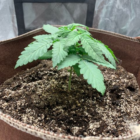 Big Hunk growlog timeline photo