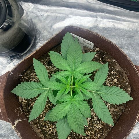 Big Hunk growlog timeline photo