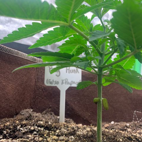 Big Hunk growlog timeline photo