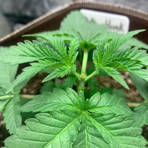 Big Hunk growlog timeline photo