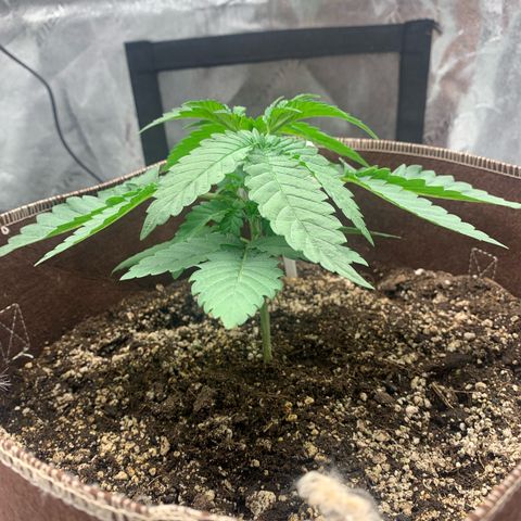 Big Hunk growlog timeline photo