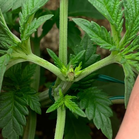 Big Hunk growlog timeline photo