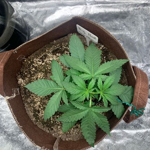 Big Hunk growlog timeline photo