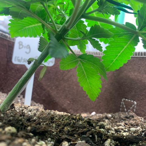 Big Hunk growlog timeline photo