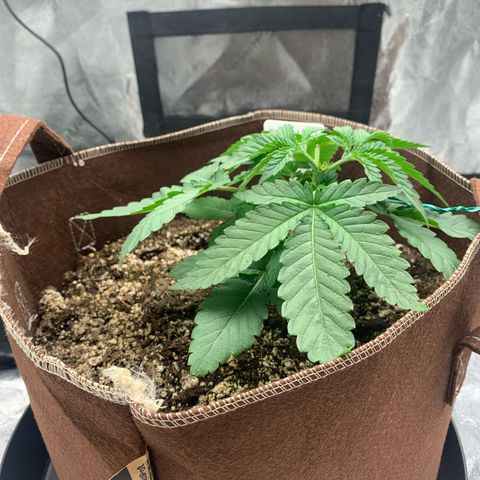 Big Hunk growlog timeline photo