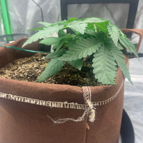 Big Hunk growlog timeline photo