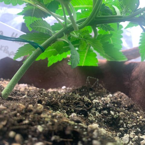 Big Hunk growlog timeline photo
