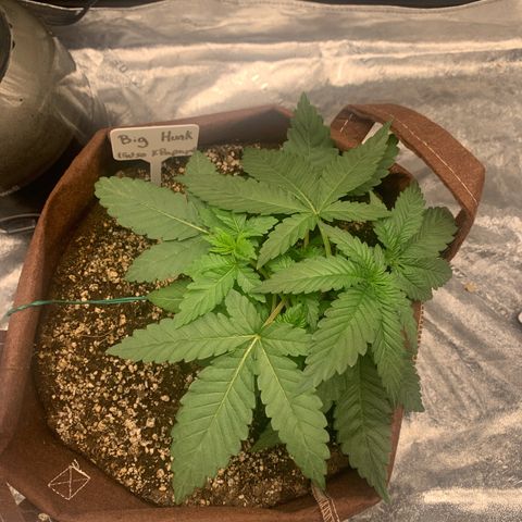 Big Hunk growlog timeline photo