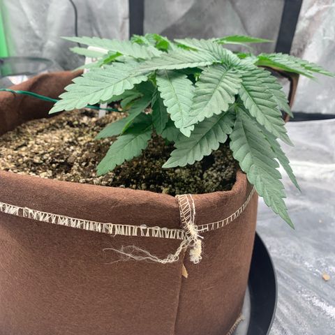 Big Hunk growlog timeline photo