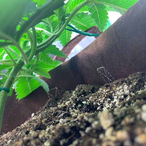 Big Hunk growlog timeline photo