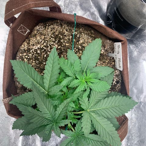 Big Hunk growlog timeline photo