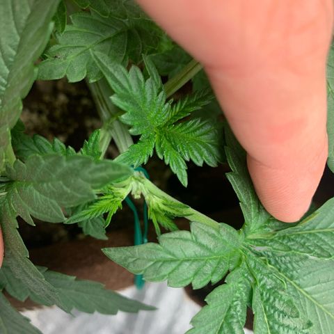 Big Hunk growlog timeline photo
