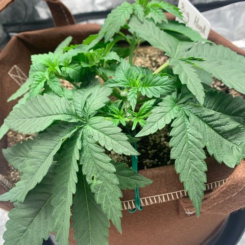 Big Hunk growlog timeline photo
