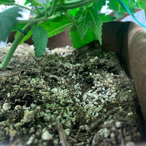 Big Hunk growlog timeline photo