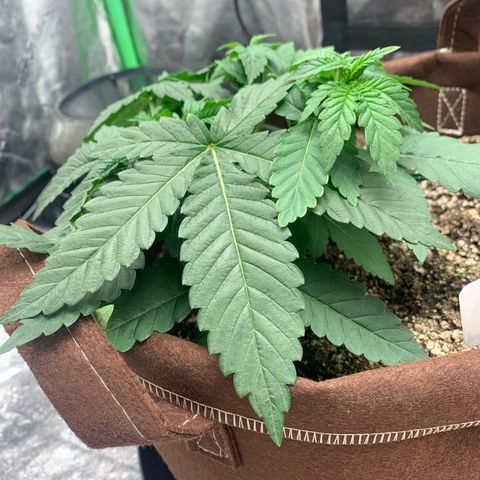 Big Hunk growlog timeline photo