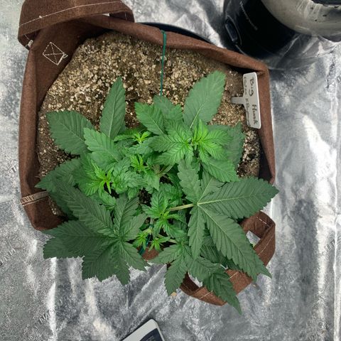 Big Hunk growlog timeline photo