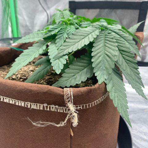 Big Hunk growlog timeline photo