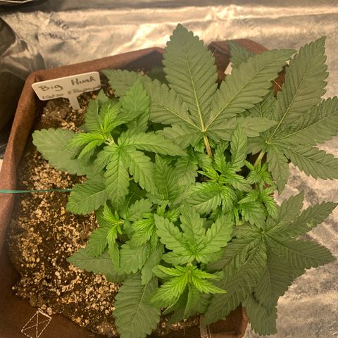 Big Hunk growlog timeline photo