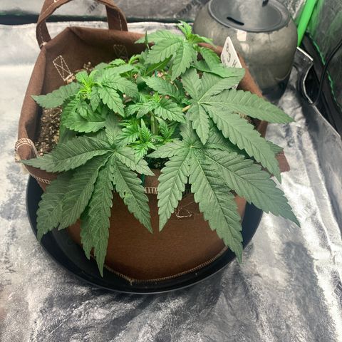 Big Hunk growlog timeline photo
