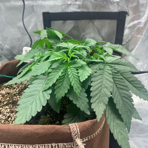Big Hunk growlog timeline photo