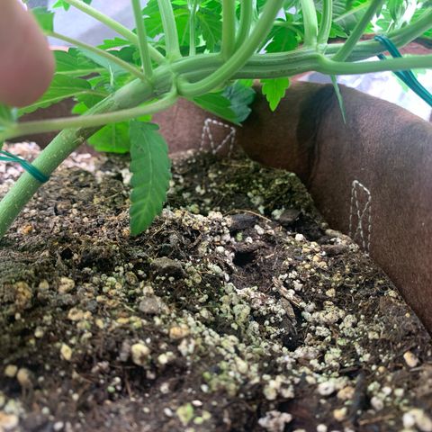 Big Hunk growlog timeline photo