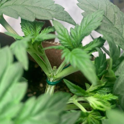 Big Hunk growlog timeline photo