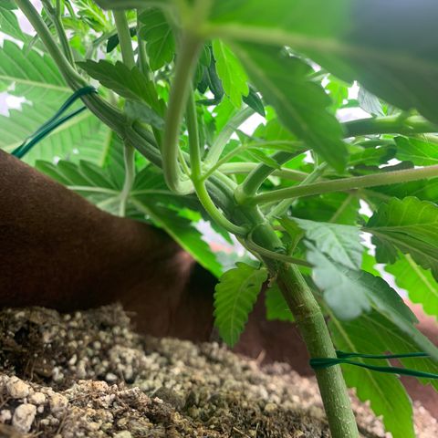 Big Hunk growlog timeline photo