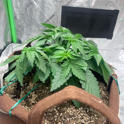 Big Hunk growlog timeline photo