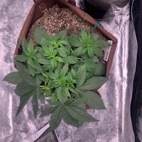 Big Hunk growlog timeline photo