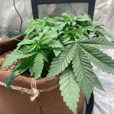 Big Hunk growlog timeline photo