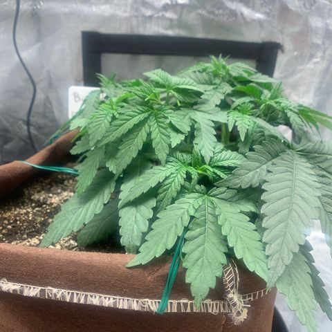 Big Hunk growlog timeline photo