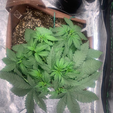 Big Hunk growlog timeline photo