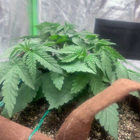 Big Hunk growlog timeline photo