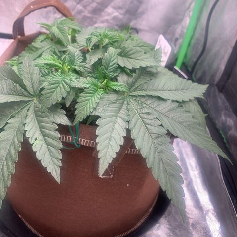 Big Hunk growlog timeline photo