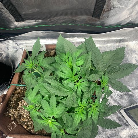 Big Hunk growlog timeline photo