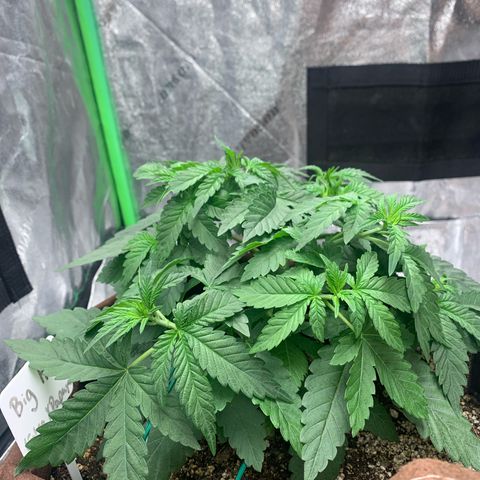 Big Hunk growlog timeline photo