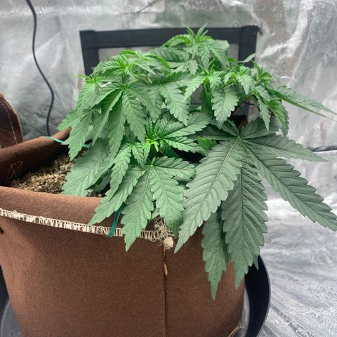 Big Hunk growlog timeline photo