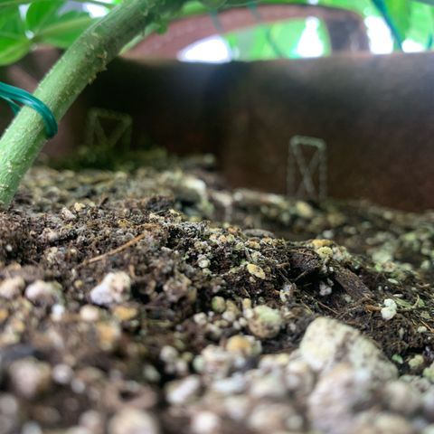 Big Hunk growlog timeline photo