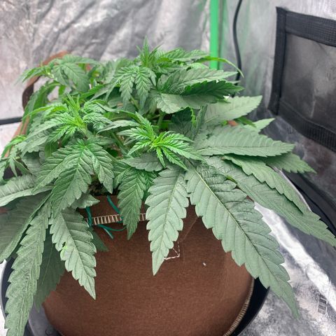 Big Hunk growlog timeline photo